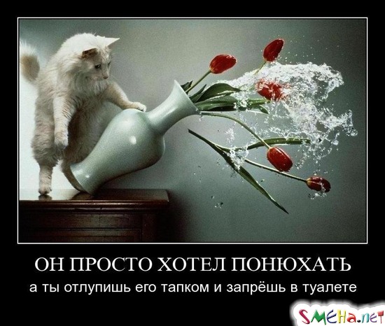 ОН ПРОСТО ХОТЕЛ ПОНЮХАТЬ - а ты отлупишь его тапком и запрёшь в туалете
