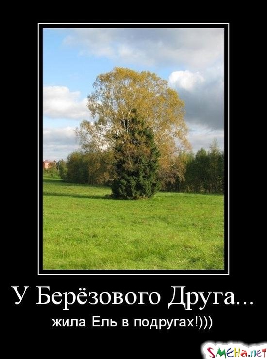 У Берёзового Друга... жила Ель в подругах!)))