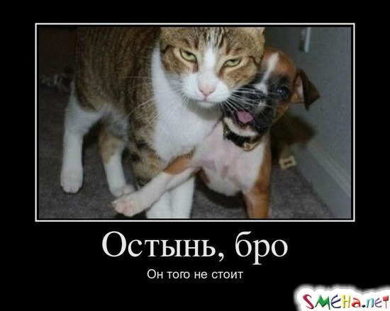 Остынь, бро Он того не стоит