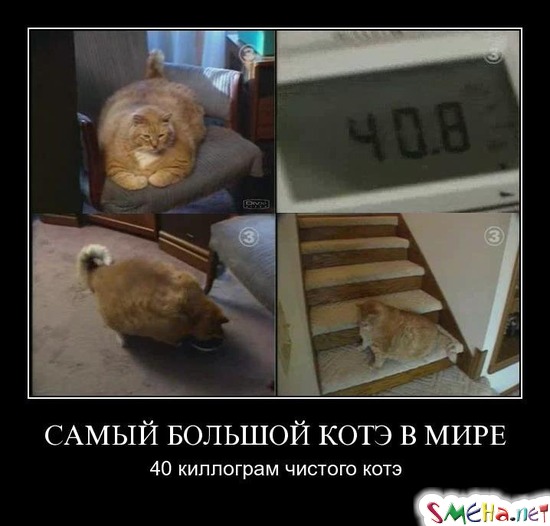 САМЫЙ БОЛЬШОЙ КОТЭ В МИРЕ - 40 киллограм чистого котэ
