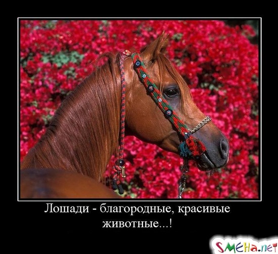 Лошади - благородные, красивые животные...!