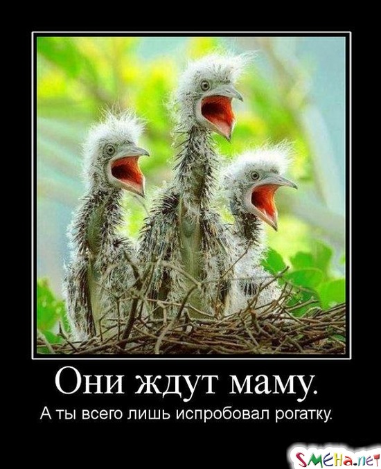 Они ждут маму. А ты всего лишь испробовал рогатку.