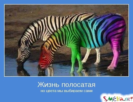 Жизнь полосатая - но цвета мы выбираем сами
