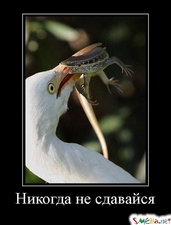 Никогда не сдавайся