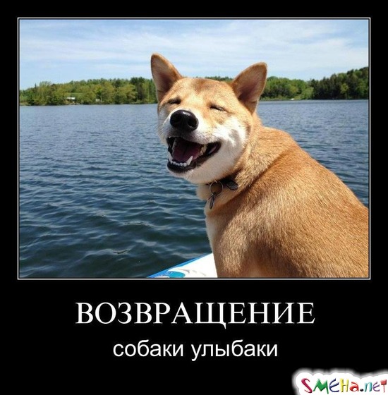 ВОЗВРАЩЕНИЕ - собаки улыбаки