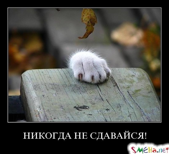 НИКОГДА НЕ СДАВАЙСЯ!