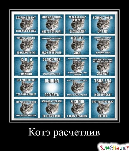 Котэ расчетлив