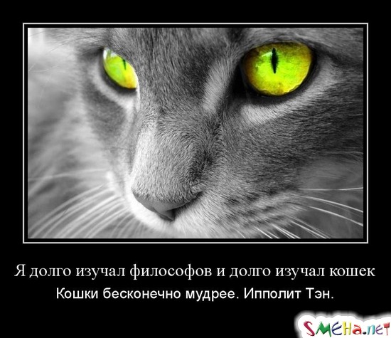 Я долго изучал философов и долго изучал кошек - Кошки бесконечно мудрее. Ипполит Тэн.