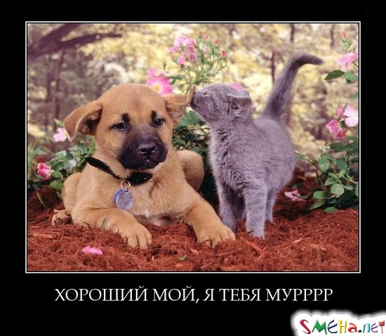 ХОРОШИЙ МОЙ, Я ТЕБЯ МУРРРР