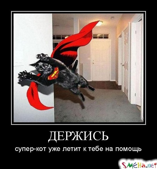 ДЕРЖИСЬ - супер-кот уже летит к тебе на помощь