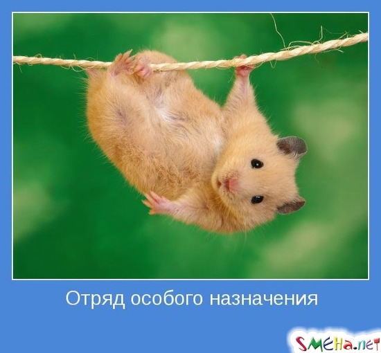 Отряд особого назначения