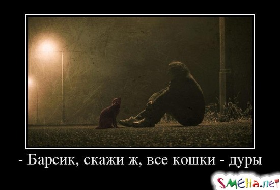 - Барсик, скажи ж, все кошки - дуры