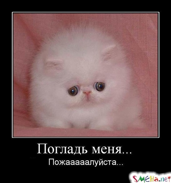 Погладь меня... - Пожалуйста...