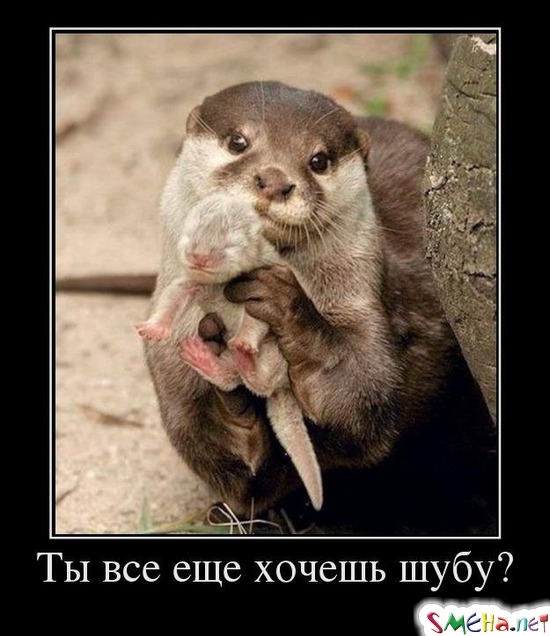 Ты все еще хочешь шубу?