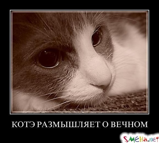 КОТЭ РАЗМЫШЛЯЕТ О ВЕЧНОМ