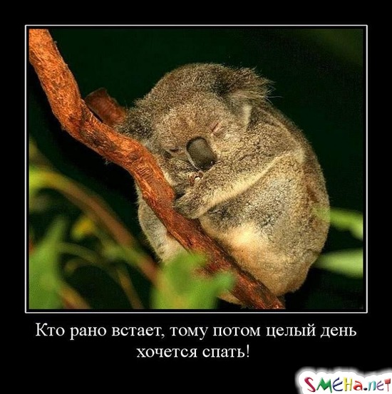 Кто рано встает, тому потом целый день хочется спать!