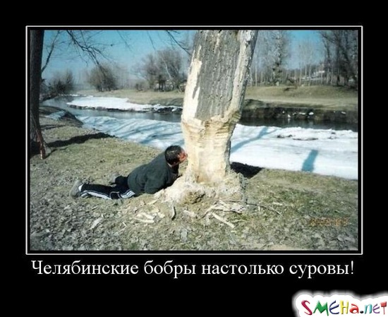 Челябинские бобры настолько суровы!