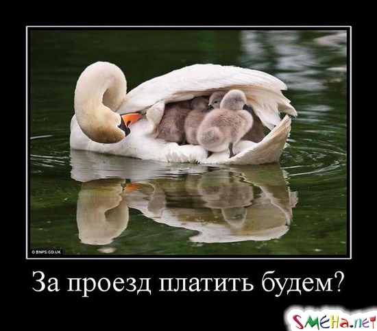 За проезд платить будем?