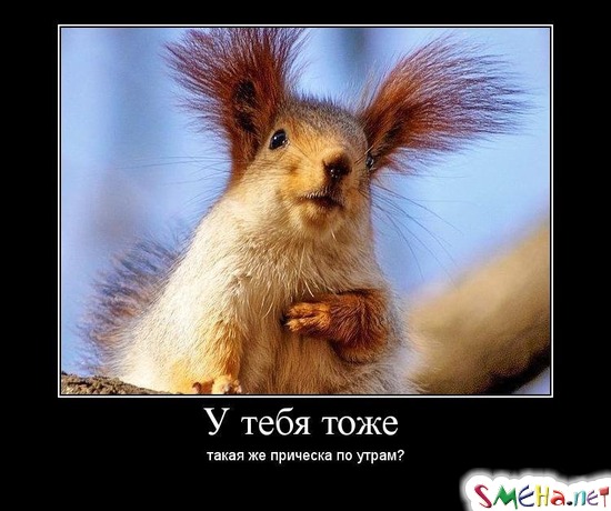 У тебя тоже - такая же прическа по утрам?
