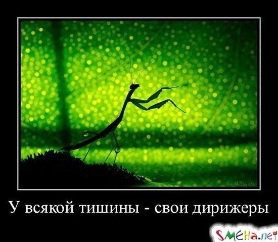 У всякой тишины - свои дирижеры