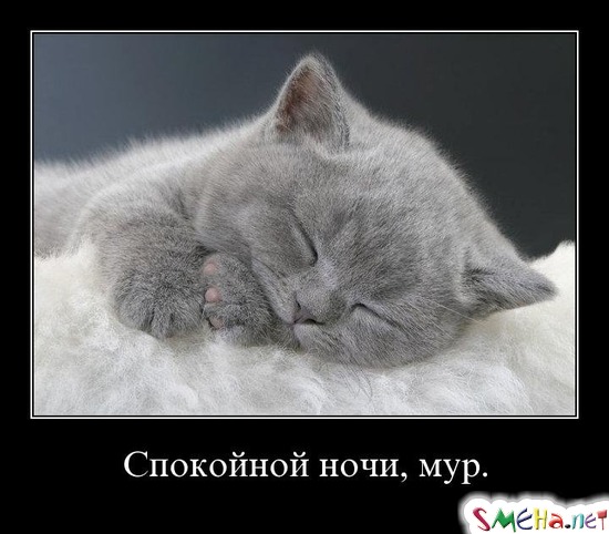 Спокойной ночи, мур.