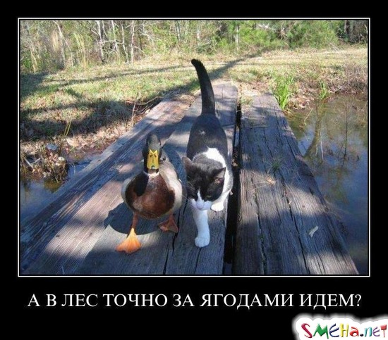 А В ЛЕС ТОЧНО ЗА ЯГОДАМИ ИДЕМ?