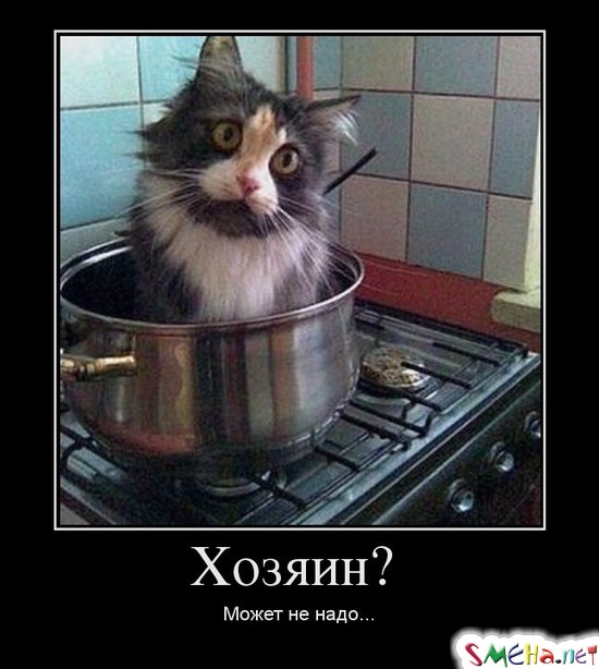Хозяин? - Может не надо...
