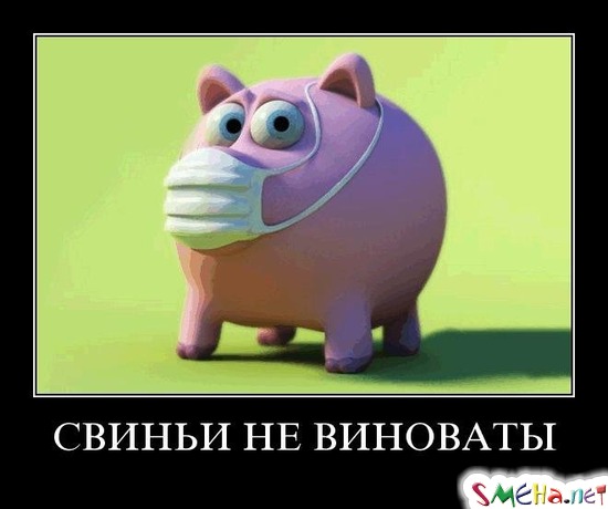 СВИНЬИ НЕ ВИНОВАТЫ