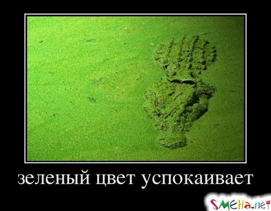 Зеленый цвет успокаивает