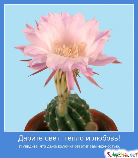 Дарите свет, тепло и любовь! - И увидите, что даже колючка ответит вам нежностью.