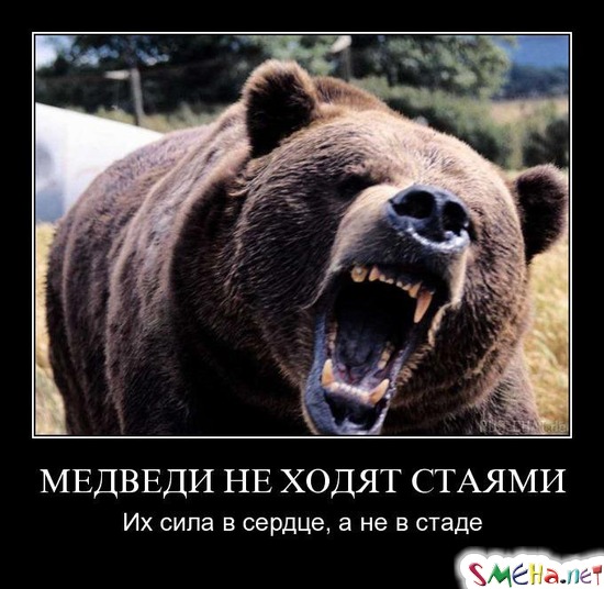 МЕДВЕДИ НЕ ХОДЯТ СТАЯМИ - Их сила в сердце, а не в стаде