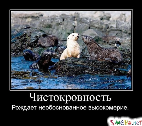 Чистокровность - Рождает необоснованное высокомерие
