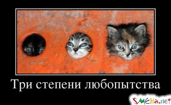 Три степени любопытства