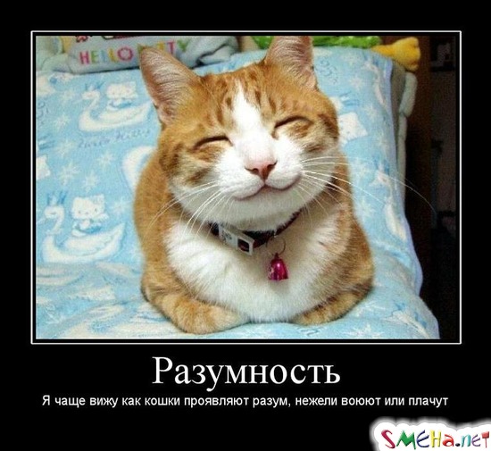 Разумность - Я чаще вижу как кошки проявляют разум, нежели воюют или плачут