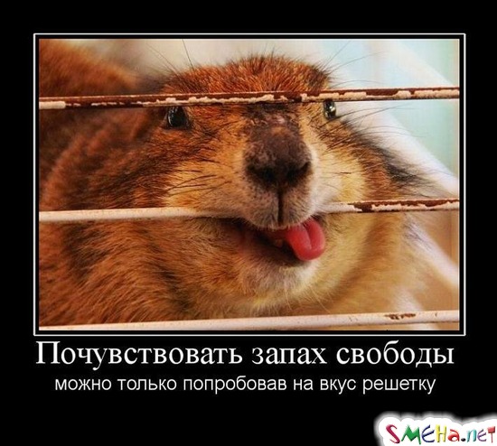 Почувствовать запах свободы - можно только попробовав на вкус решетку