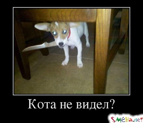 Кота не видел?