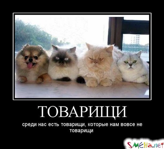 ТОВАРИЩИ - среди нас есть товарищи, которые нам вовсе не товарищи