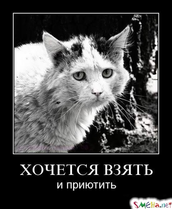 ХОЧЕТСЯ ВЗЯТЬ - и приютить