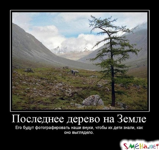 Последнее дерево на Земле - Его будут фотографировать наши внуки, чтобы их дети знали, как оно выглядело.