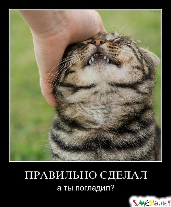 ПРАВИЛЬНО СДЕЛАЛ - а ты погладил?