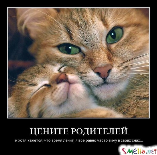 Цените родителей. - И хотя кажется, что время лечит, я все равно часто вижу в своих снах...
