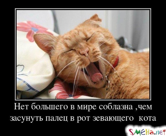 Нет большего в мире соблазна ,чем засунуть палец в рот зевающего  кота