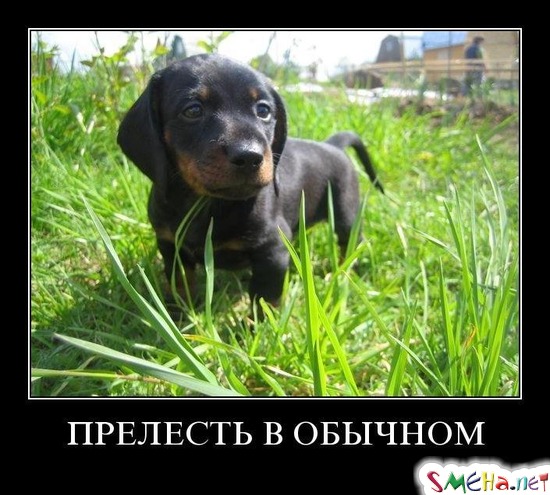 ПРЕЛЕСТЬ В ОБЫЧНОМ