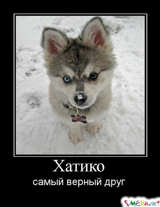 Хатико - самый верный друг