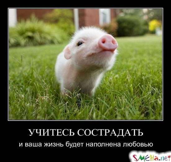 УЧИТЕСЬ СОСТРАДАТЬ - и ваша жизнь будет наполнена любовью