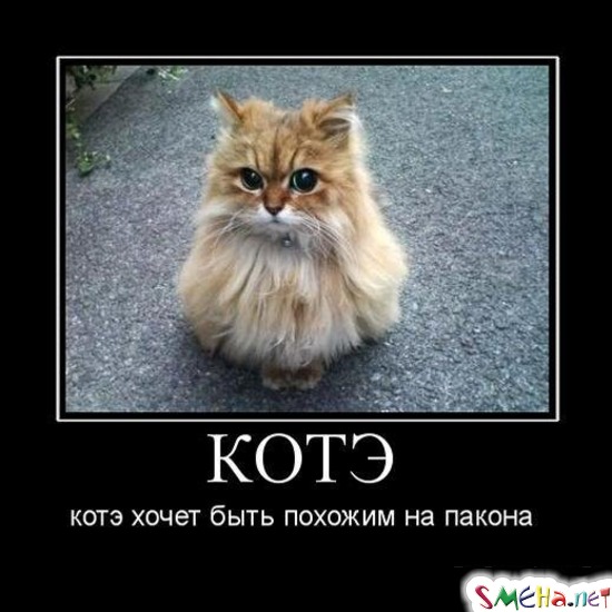 КОТЭ - котэ хочет быть похожим на пакона
