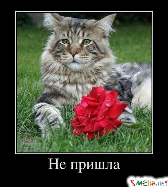 Не пришла