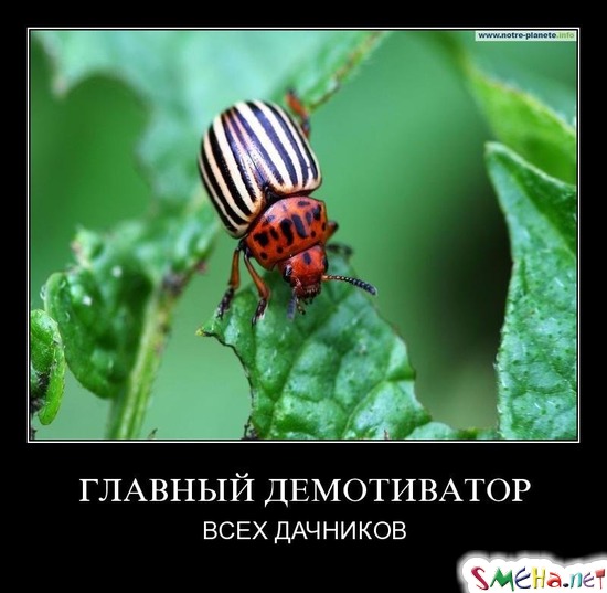 ГЛАВНЫЙ ДЕМОТИВАТОР - ВСЕХ ДАЧНИКОВ