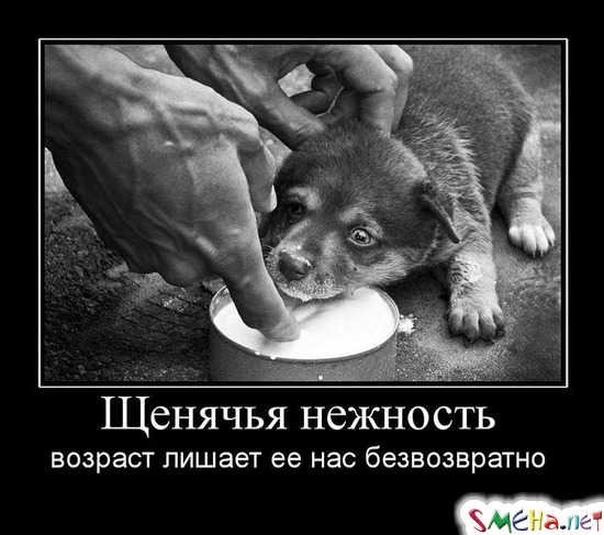 Щенячья нежность - возраст лишает ее нас безвозвратно