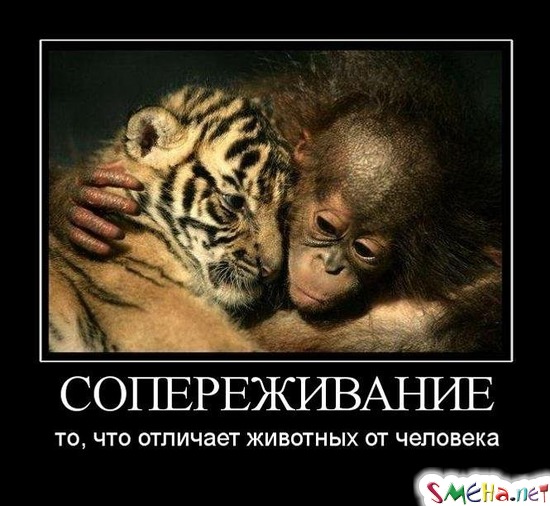 СОПЕРЕЖИВАНИЕ - то, что отличает животных от человека